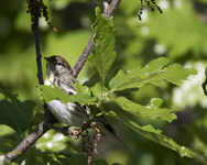 Blackpoll Warbler 6468